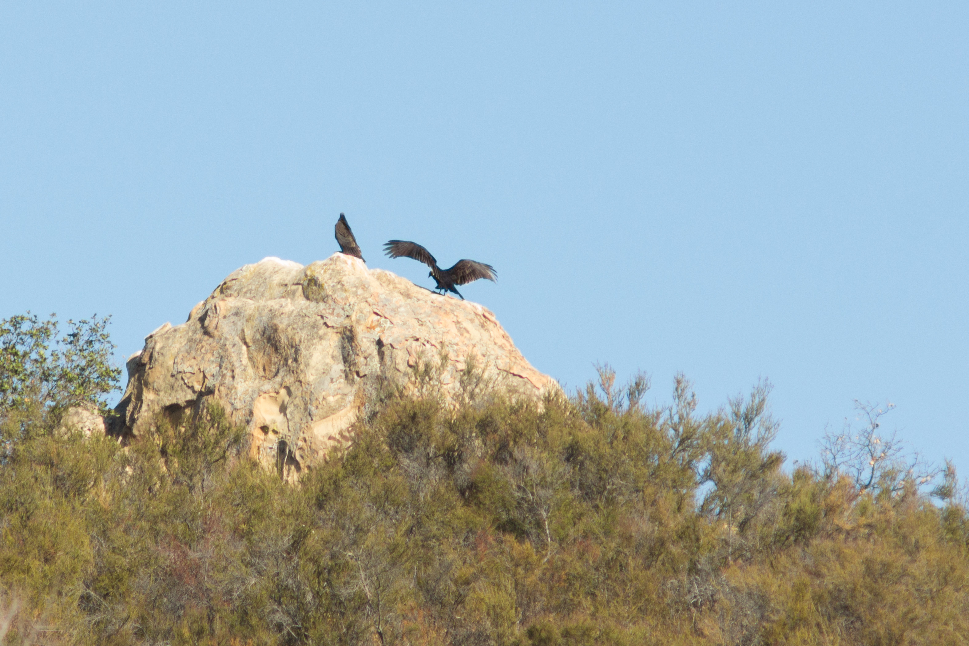 Two Turkey Vultures on Rock