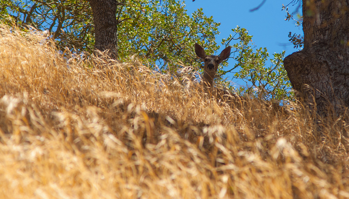 Deer in Brush