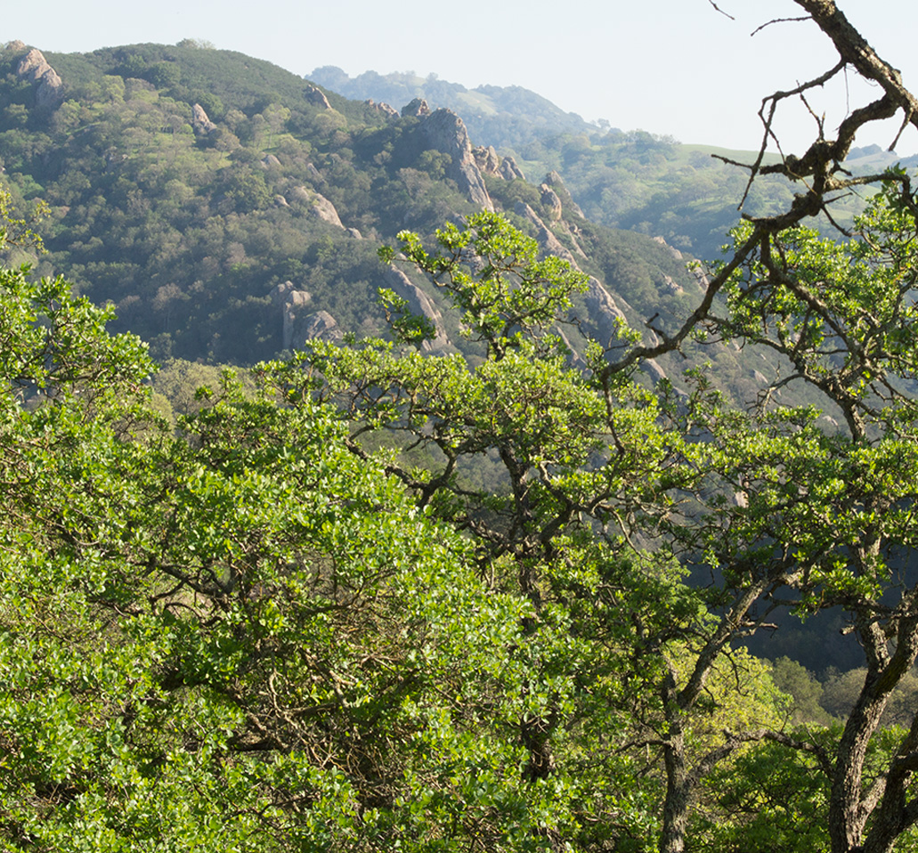 Hills Through the Trees