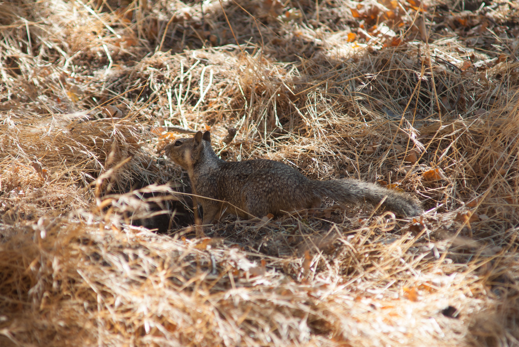 squirrel