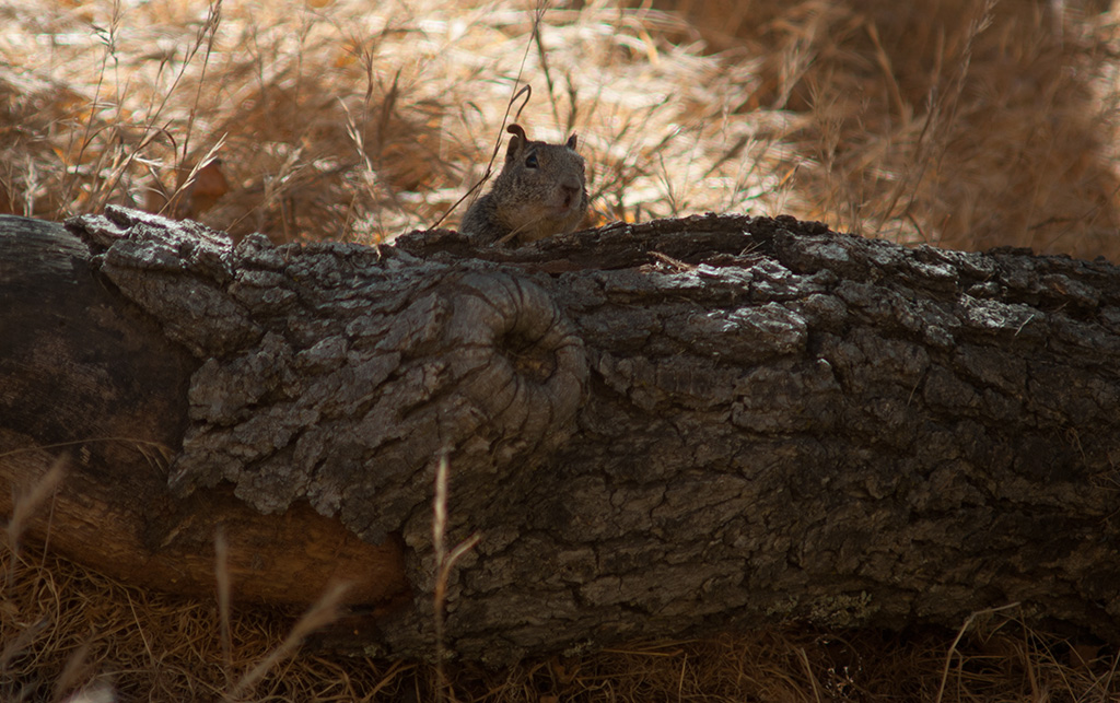 squirrel on a log