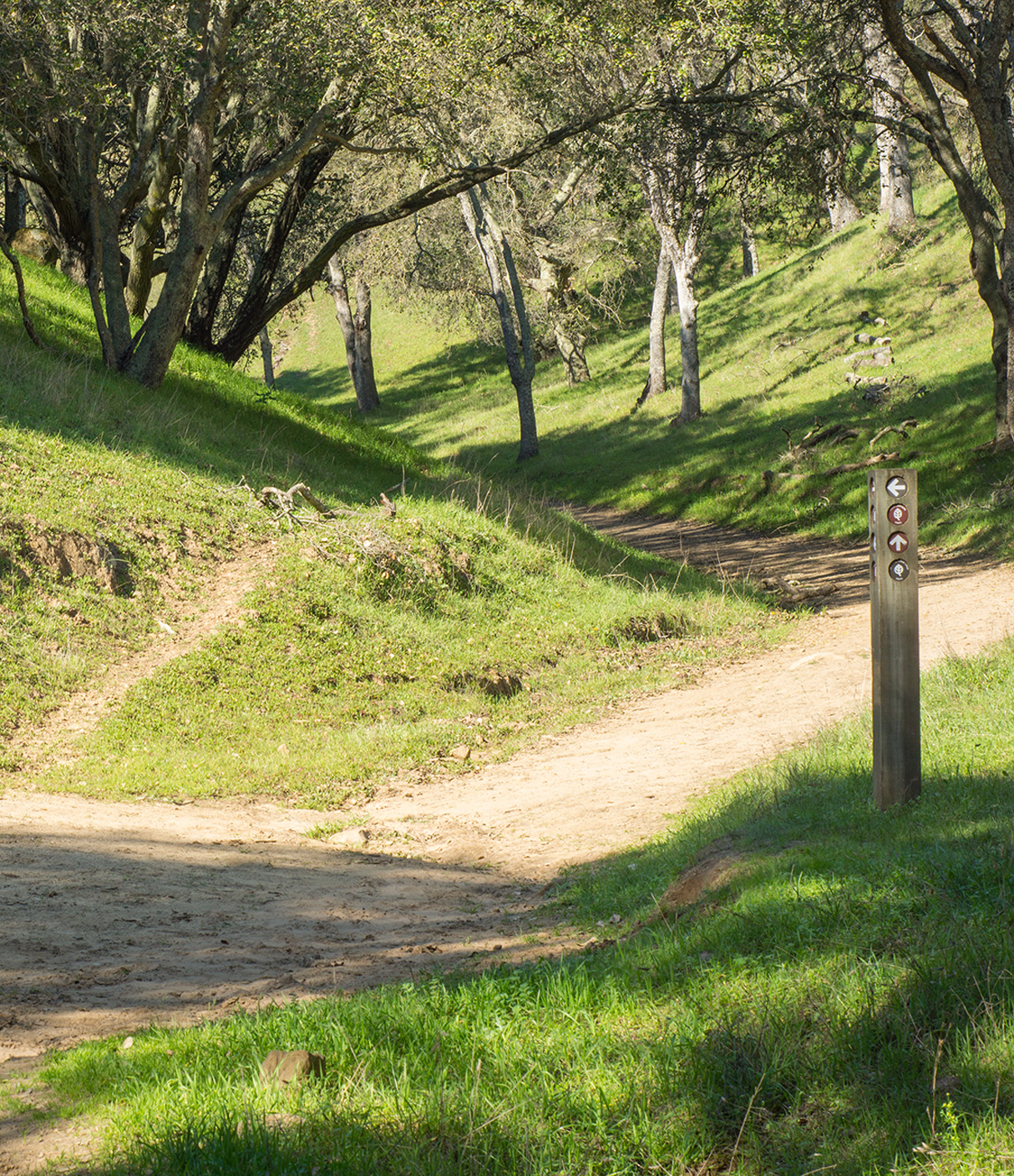 Trail Through the Trees