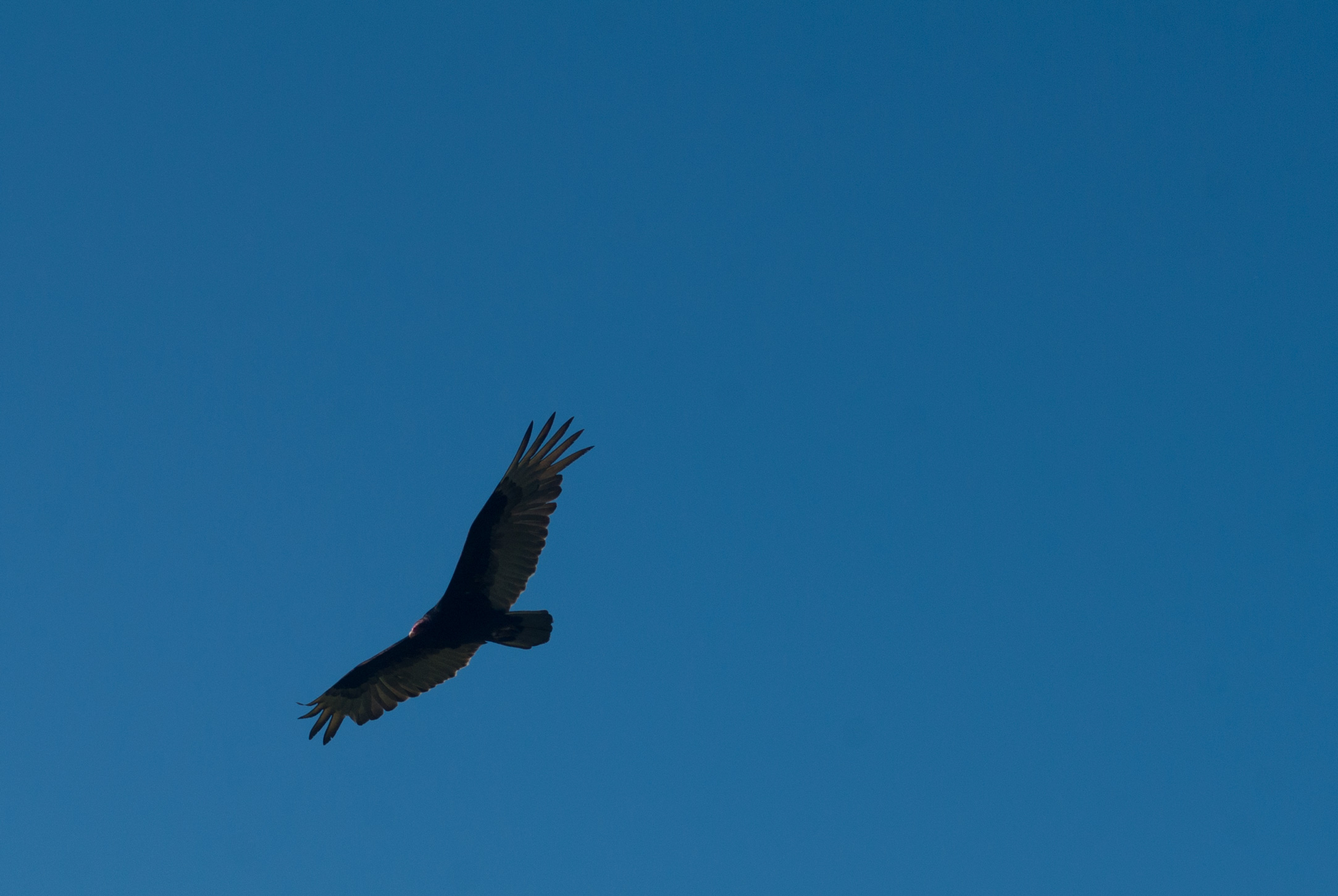 Turkey Vulture