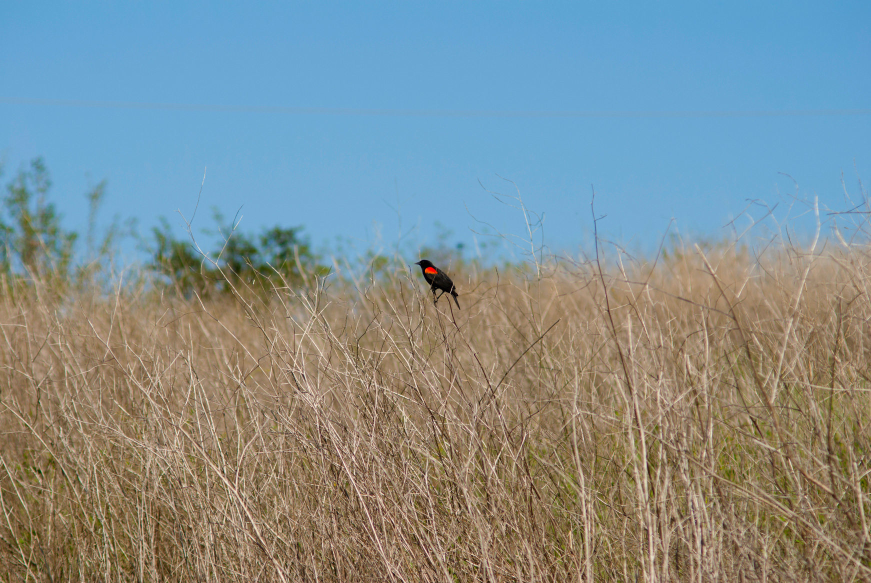 Red Winged Blackbird