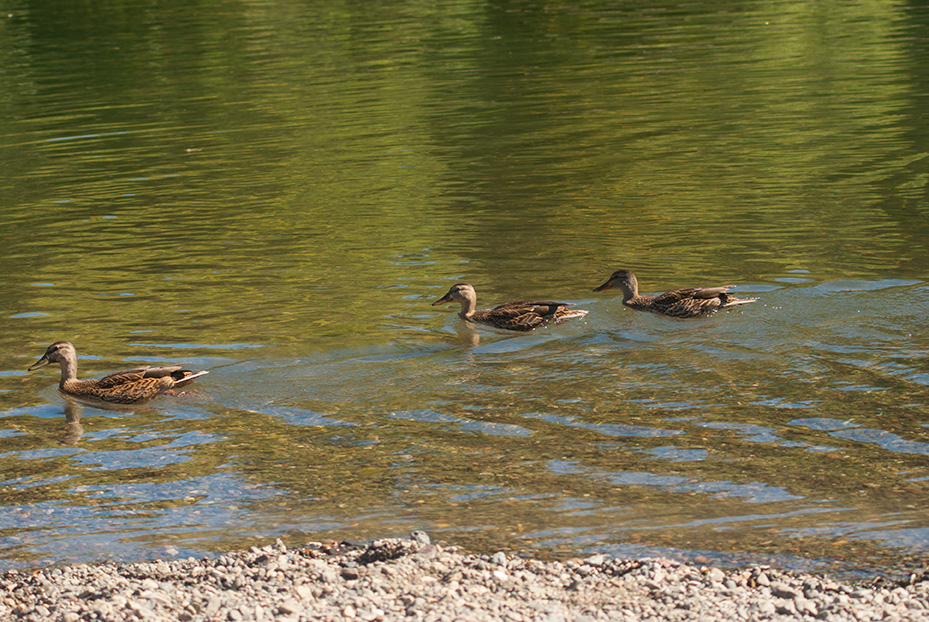 ducks on the water