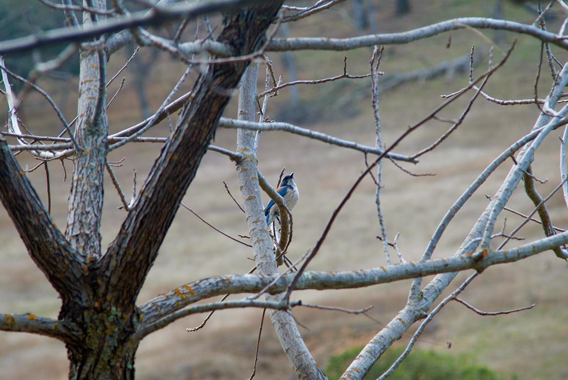 bluejay in a tree