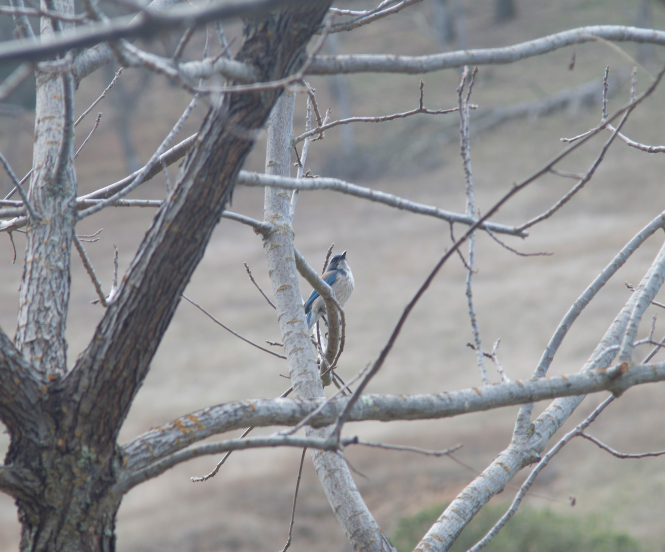 Blue Jay Photograph