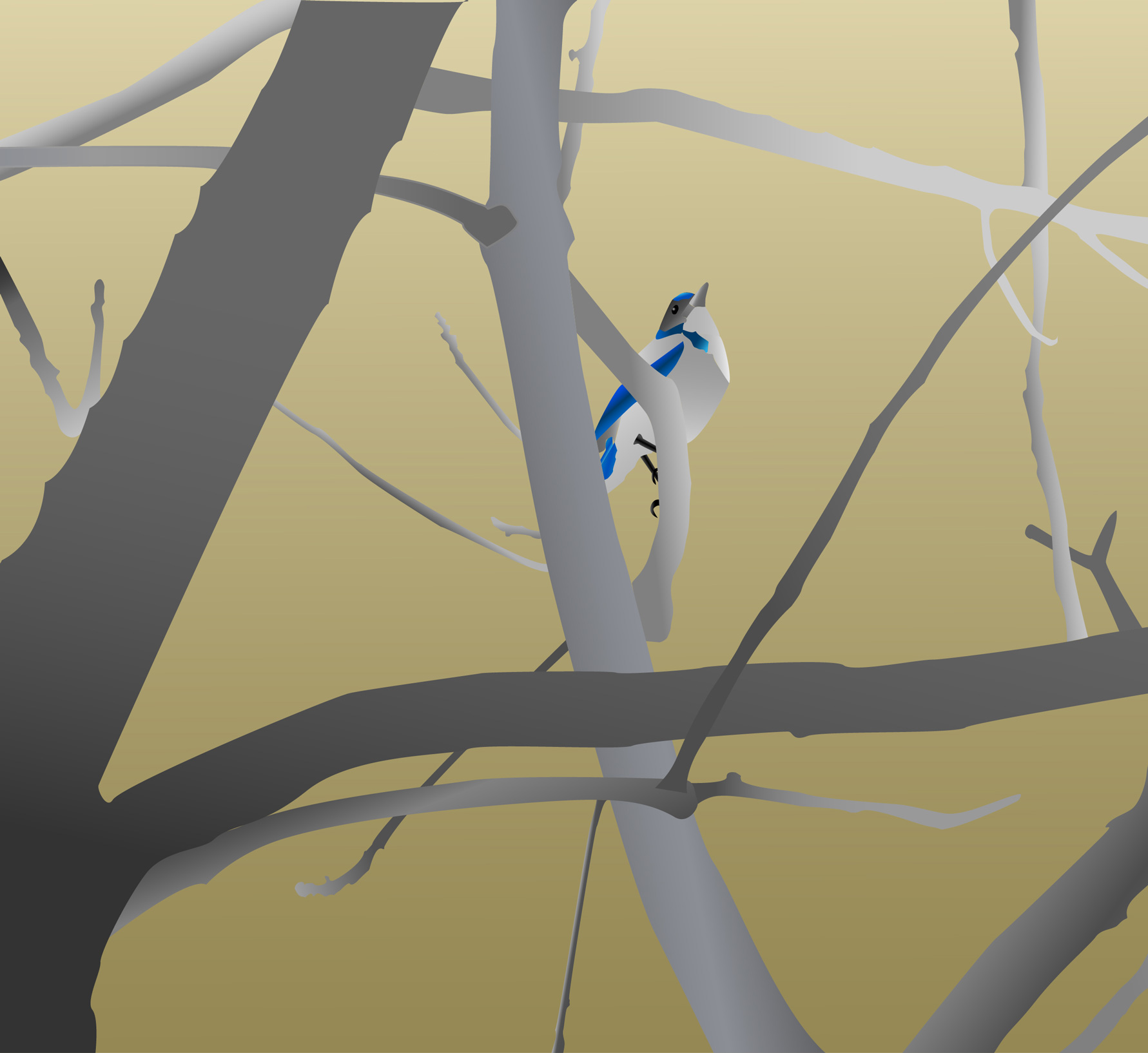 Blue Jay Illustration